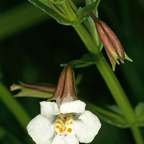 Mimulus gracilis unspecified picture