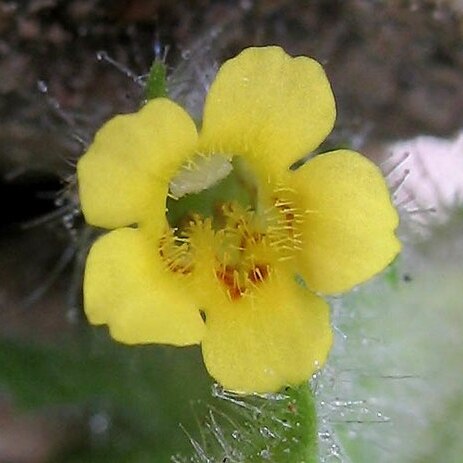 Erythranthe floribunda unspecified picture