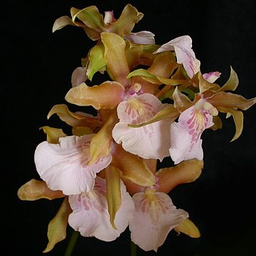 Miltonia x bluntii unspecified picture