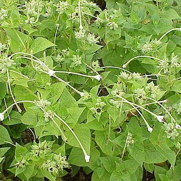 Mirabilis longiflora unspecified picture