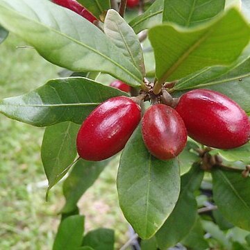 Synsepalum unspecified picture