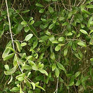 Benthamina alyxifolia unspecified picture