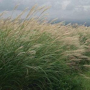 Miscanthus unspecified picture