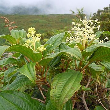 Miconia coriacea unspecified picture