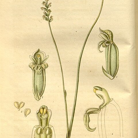 Microtis parviflora unspecified picture