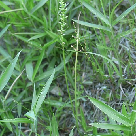 Microtis unifolia unspecified picture