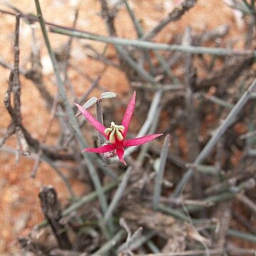 Microloma calycinum unspecified picture