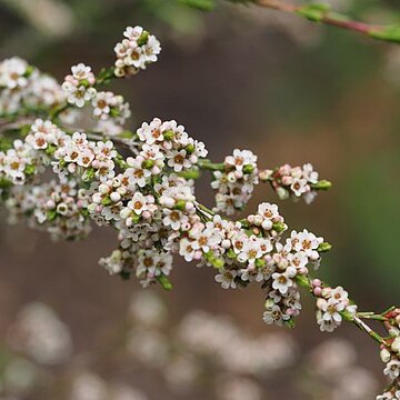 Micromyrtus sessilis unspecified picture