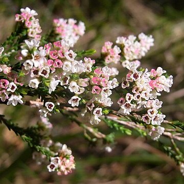 Micromyrtus ciliata unspecified picture