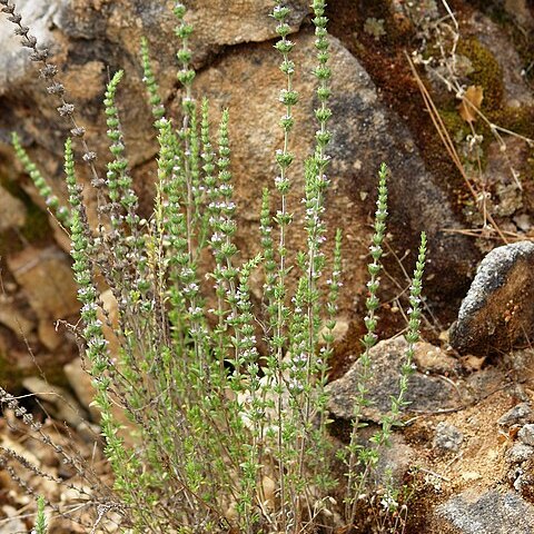 Micromeria myrtifolia unspecified picture