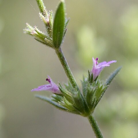 Micromeria myrtifolia unspecified picture