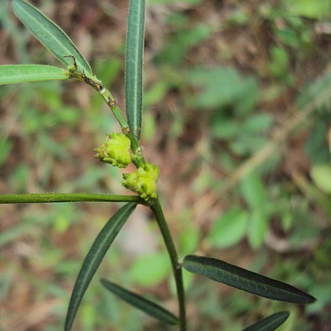 Microstachys chamaelea unspecified picture