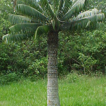 Microcycas calocoma unspecified picture