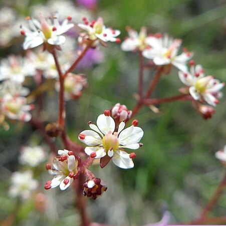 Micranthes idahoensis unspecified picture