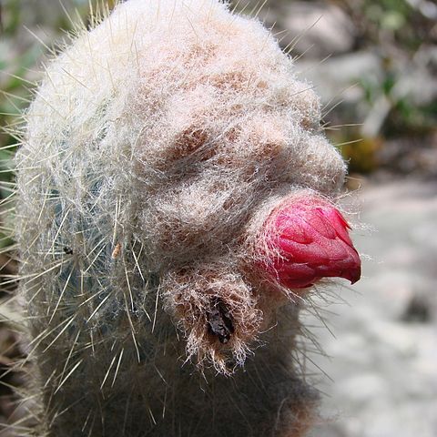 Micranthocereus purpureus unspecified picture