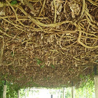 Mikania glomerata unspecified picture