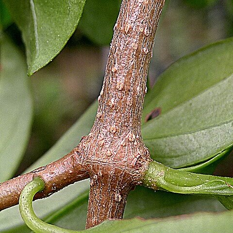 Mikania obovata unspecified picture