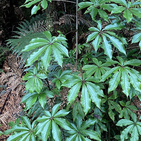 Schefflera unspecified picture