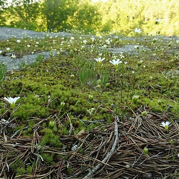 Minuartia glabra unspecified picture