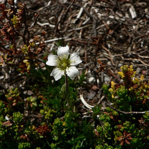 Minuartia obtusiloba unspecified picture