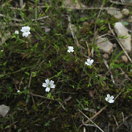 Minuartia patula unspecified picture