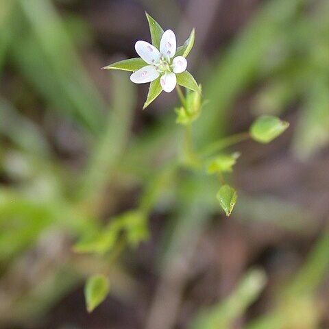 Minuartia hybrida unspecified picture