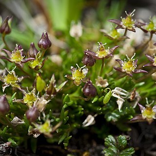 Minuartia elegans unspecified picture