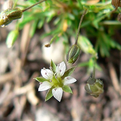 Minuartia rubella unspecified picture