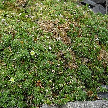 Minuartia stellata unspecified picture