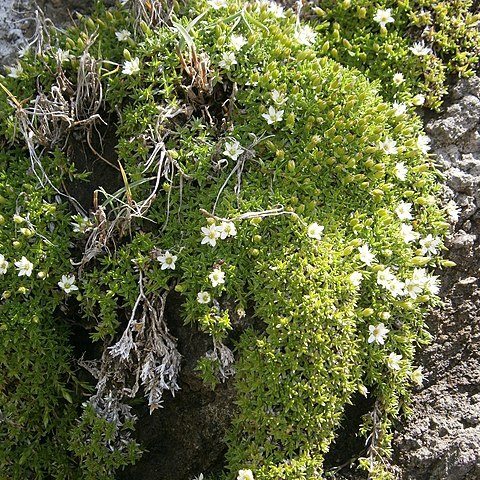 Minuartia biflora unspecified picture