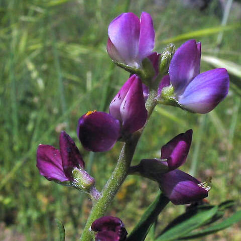 Lupinus truncatus unspecified picture