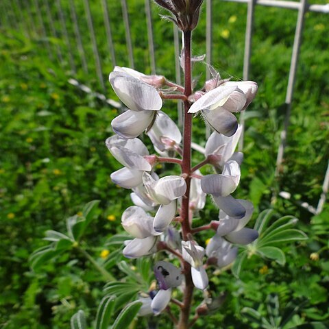 Lupinus palaestinus unspecified picture