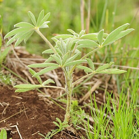 Lupinus princei unspecified picture