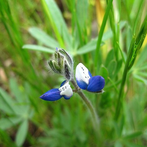 Lupinus polycarpus unspecified picture