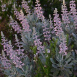 Lupinus aridorum unspecified picture