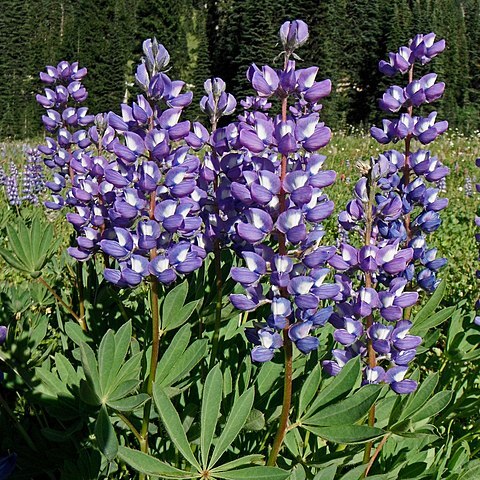 Lupinus arcticus unspecified picture