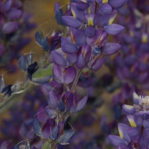 Lupinus excubitus unspecified picture