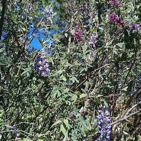 Lupinus elegans unspecified picture