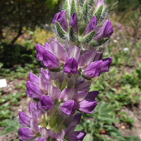 Lupinus microcarpus unspecified picture