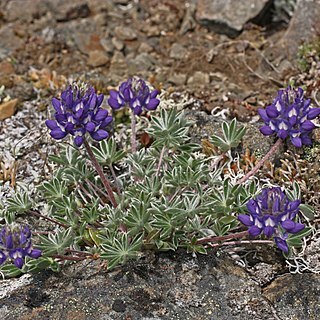 Lupinus lepidus unspecified picture