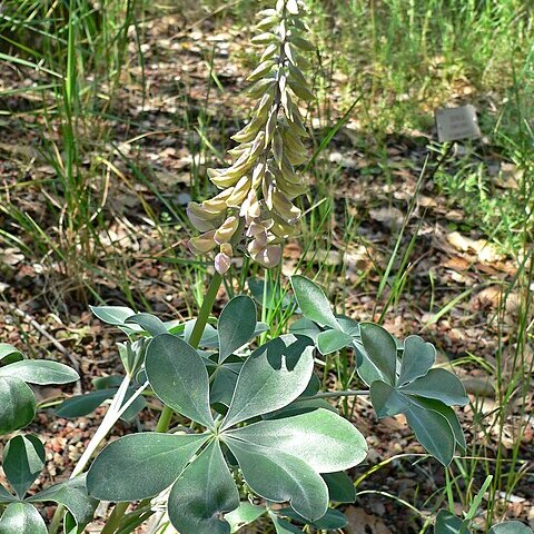 Lupinus sericatus unspecified picture