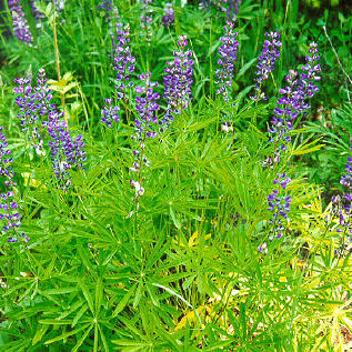 Lupinus caudatus unspecified picture