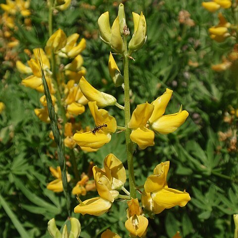 Lupinus croceus unspecified picture