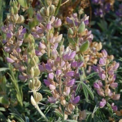 Lupinus formosus unspecified picture