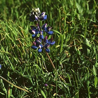 Lupinus nanus unspecified picture