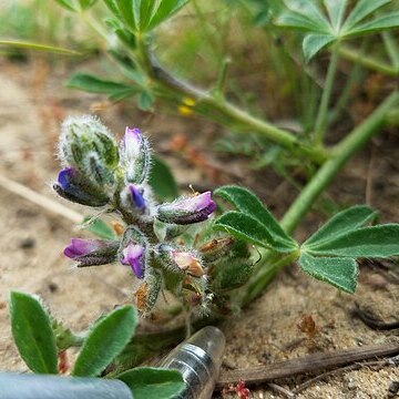 Lupinus nipomensis unspecified picture