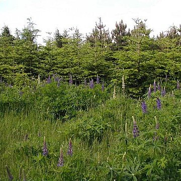 Lupinus regalis unspecified picture