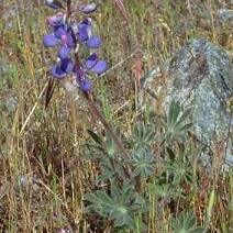 Lupinus spectabilis unspecified picture