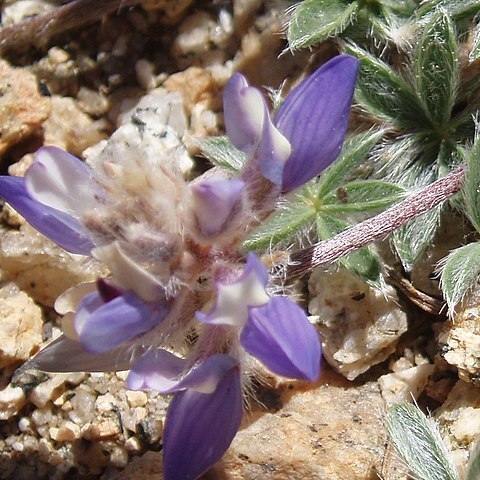 Lupinus breweri unspecified picture