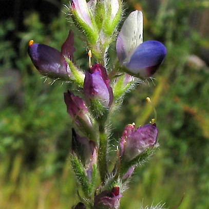 Lupinus concinnus unspecified picture